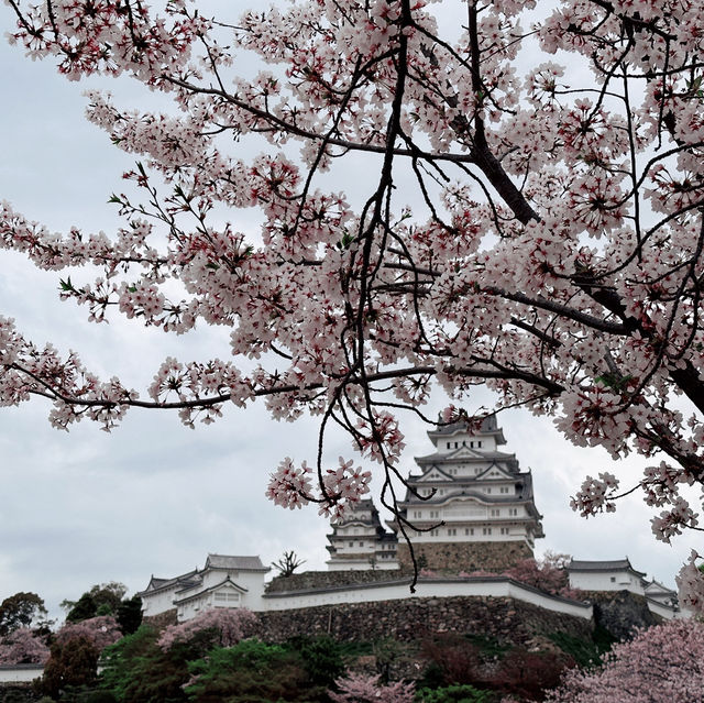 Sakura Magic at Himeji Castle