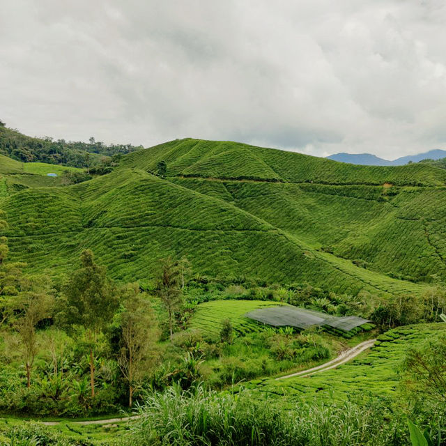 From Leaves to Brews: A Scenic Escape to BOH Tea Centre