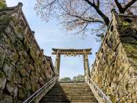 九州武雄神社：賞櫻花、看神木的人氣No.1免費景點