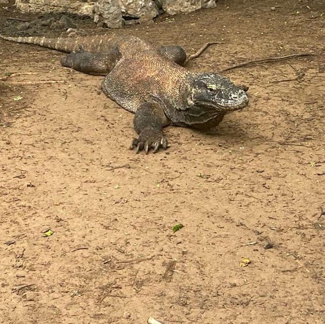 Komodo National Park