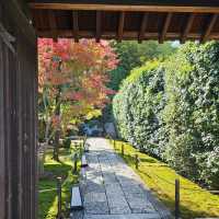 京都賞楓〔雪舟寺〕與〔天得院〕的靜謐之美