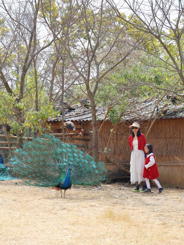 預算500 兩大一小雲南野生動物園親子遊攻略