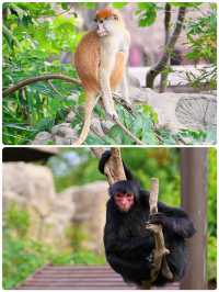 「瘋狂動物城」上海野生動物園走起。