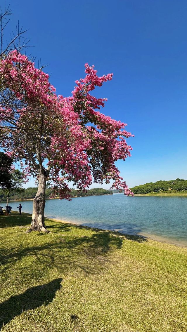 不是歐洲，來東莞一定要去松山湖啊