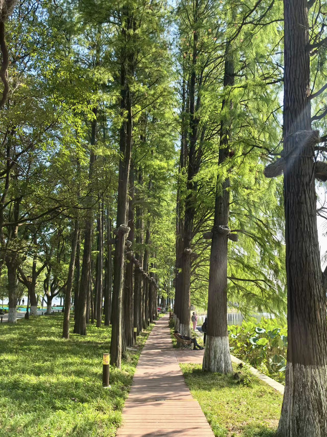 武漢東湖：都市中的湖光山色