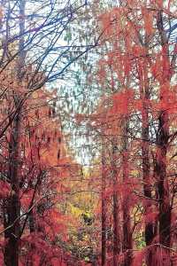 驚！泉州森林公園藏着一片「紅海」