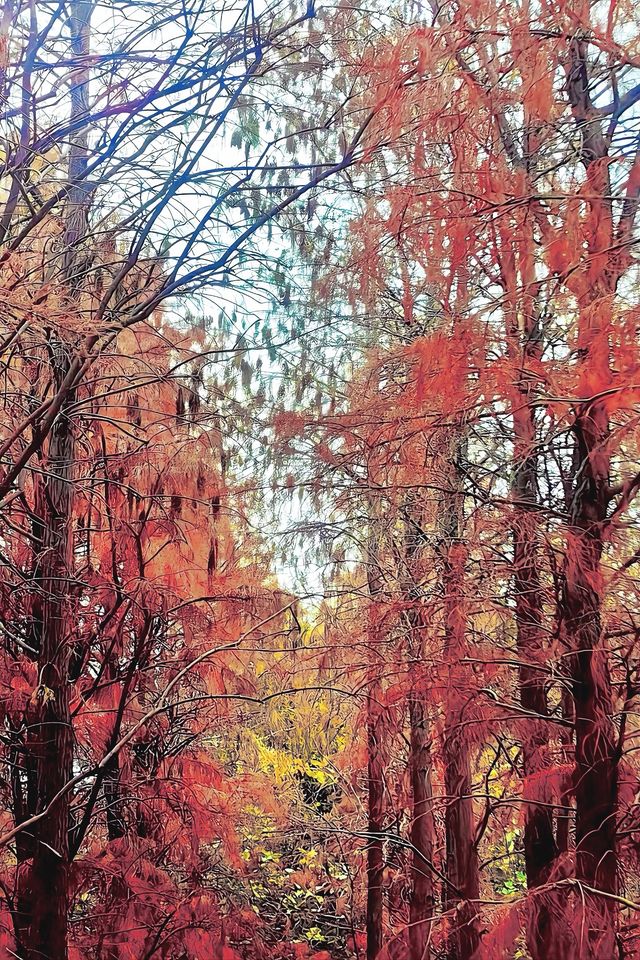 驚！泉州森林公園藏着一片「紅海」