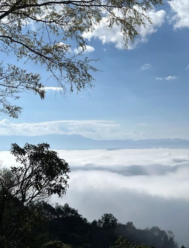 雲端之普洱景邁山