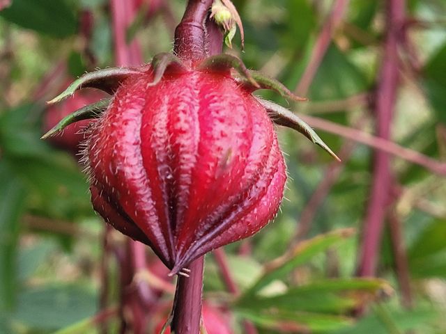 中科院熱帶植物園