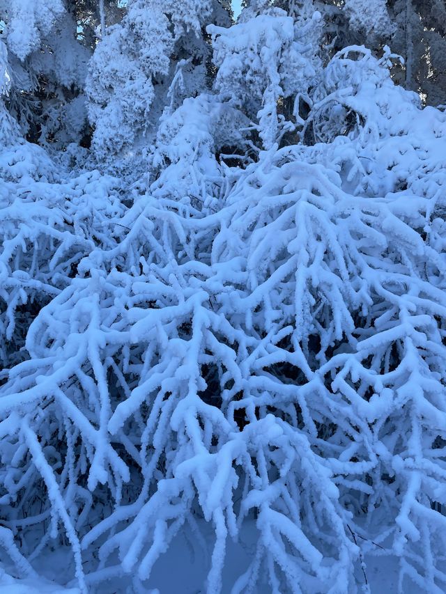 峨眉山迎來了2025第一場雪     真的很壯觀