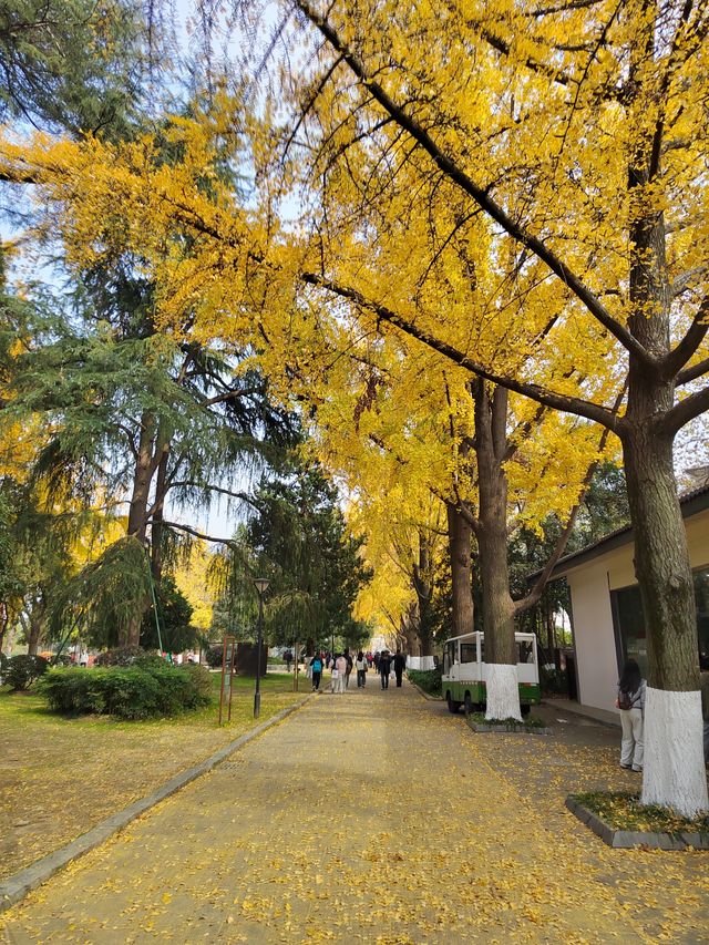 一園盡賞秋——玄武湖公園來南京市民公園感受生命力