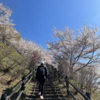 Fuji with Sakura !! 