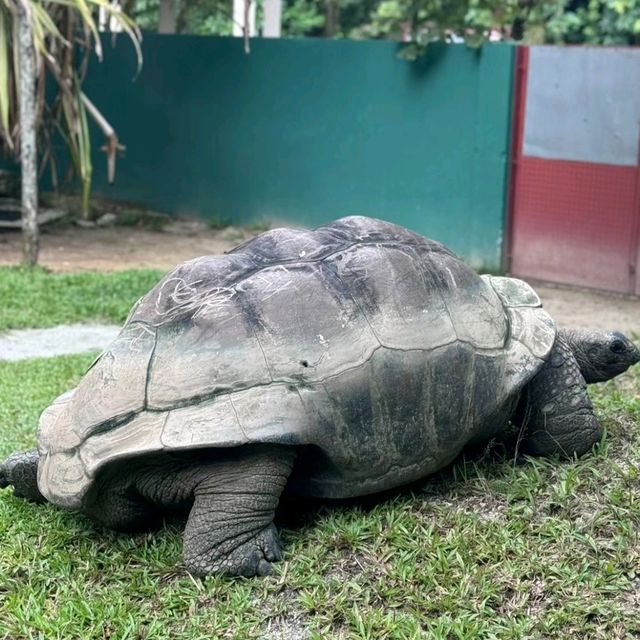 馬來西亞國家動物園-福娃和鳳儀的家園