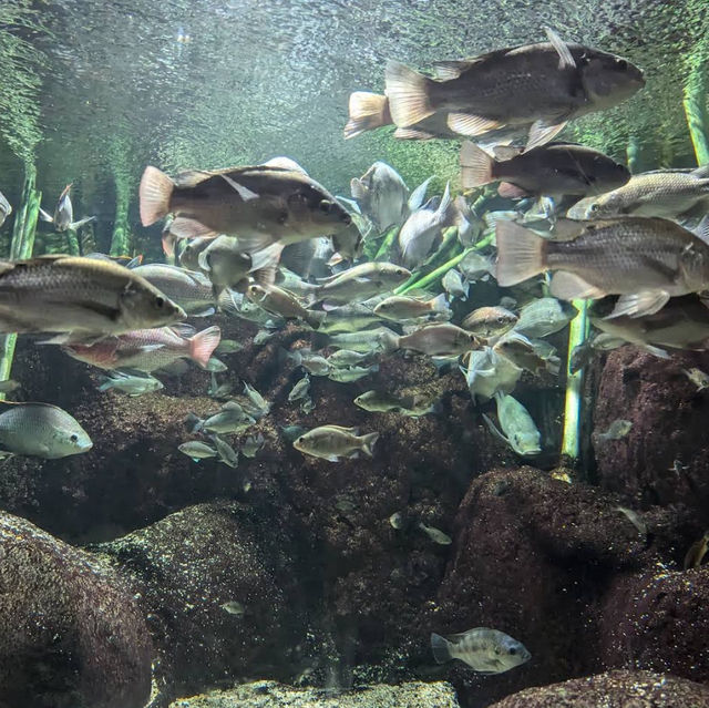 紐約水族館：探索海洋生物的奇妙世界