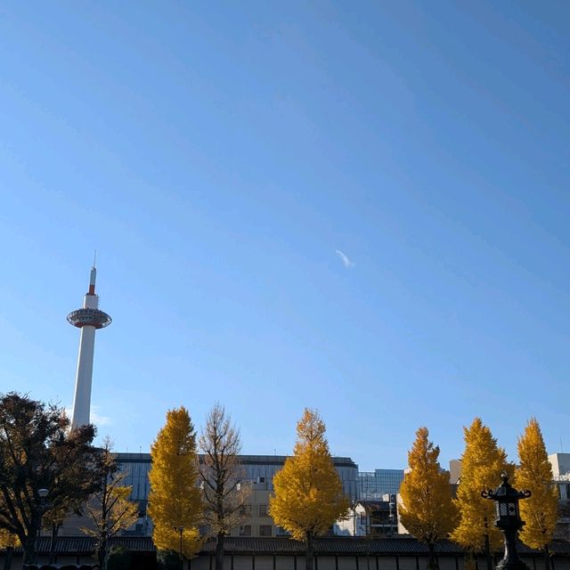 🇯🇵京都「西本願寺 東本願寺」銀杏盛開實況！穿越時空的寧靜之美