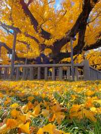 京都の世界遺産・重要文化財の宝庫🥰西本願寺💛🍁大銀杏も見事🥹🍁💛