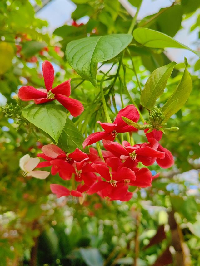 北京世界花卉大觀園