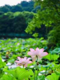 福州森系荷花池，夏日治癒風景