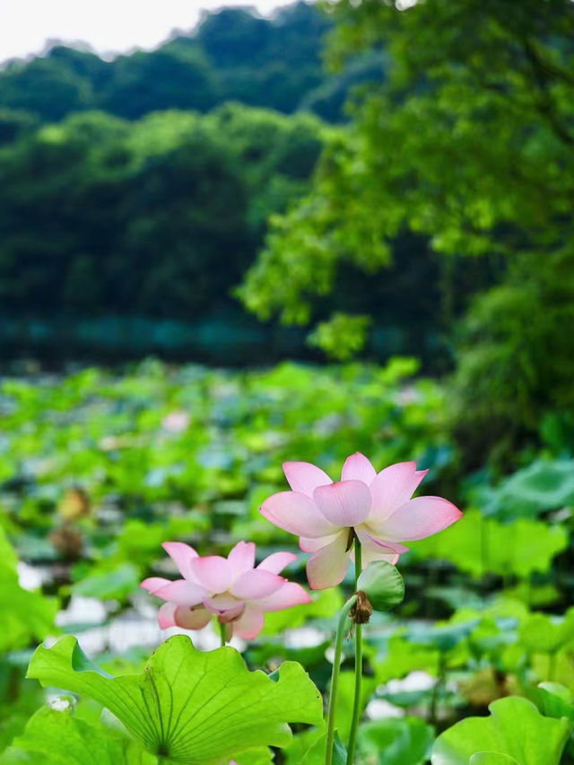 福州森系荷花池，夏日治癒風景