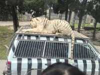 上海野生動物園‖旅遊必去小孩老人都喜歡。