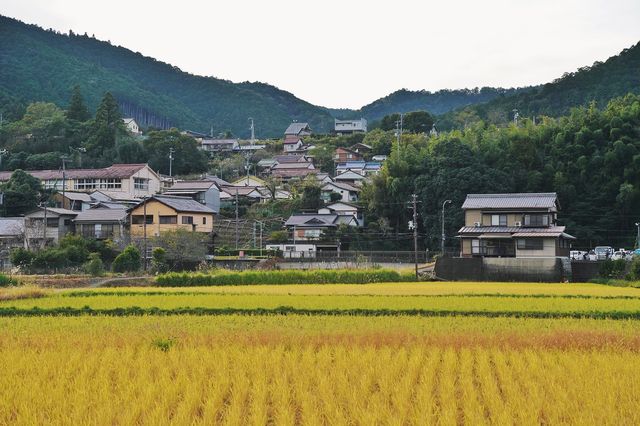 大阪周邊｜花一天時間，感受下世界遺產熊野古道的起點與終點。