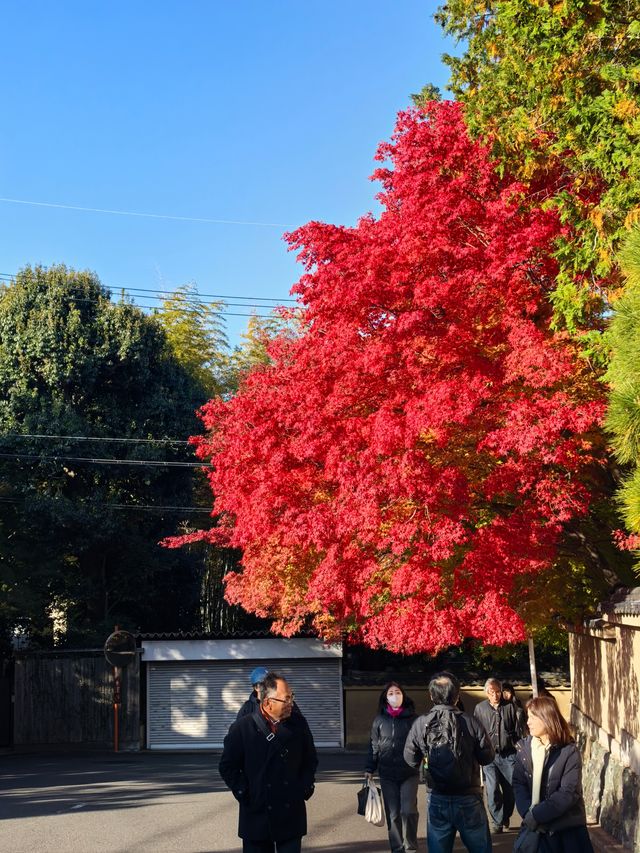 京都賞楓頂流之一：東福寺