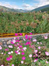 探秘四川涼山的隱藏仙境——草海