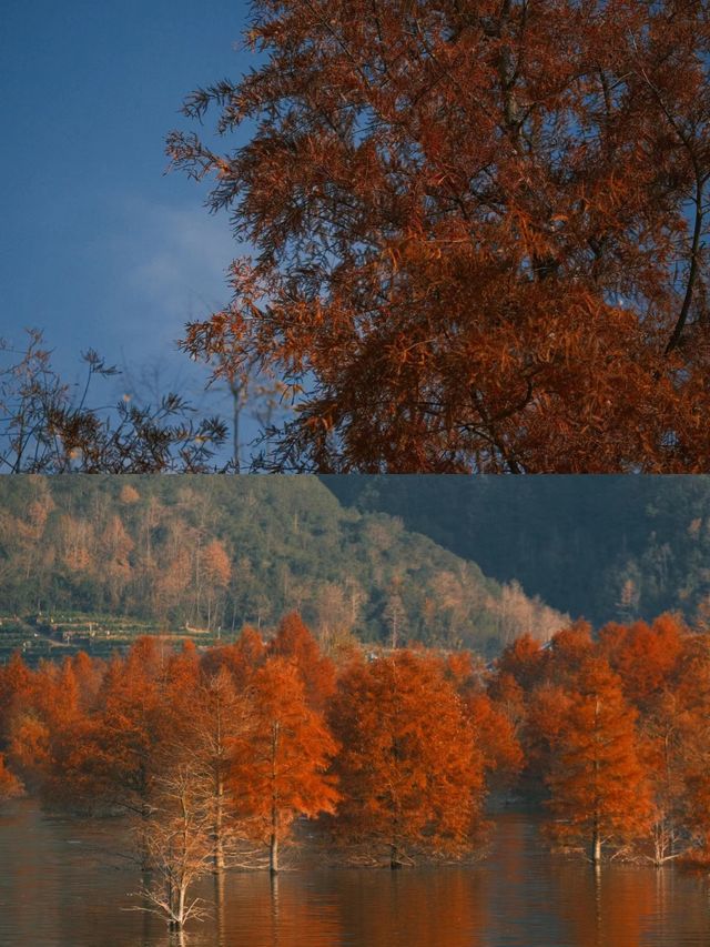 路過一片水杉林台州黃岩長潭水庫紅樹林