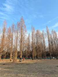 【冬日暖陽】朝陽公園，冬日裡的城市綠洲