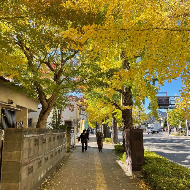 銀杏爆黃嘅八王子甲洲街銀杏大道