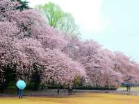 🌸 Cherry blossom bliss! 🌸