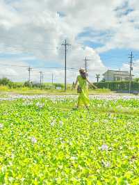 【埼玉/加須】めずらしい一面薄紫色の花