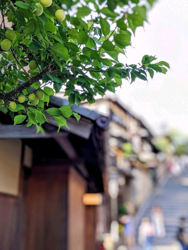 日本京都-來到京都必定造訪的人氣景點：清水寺