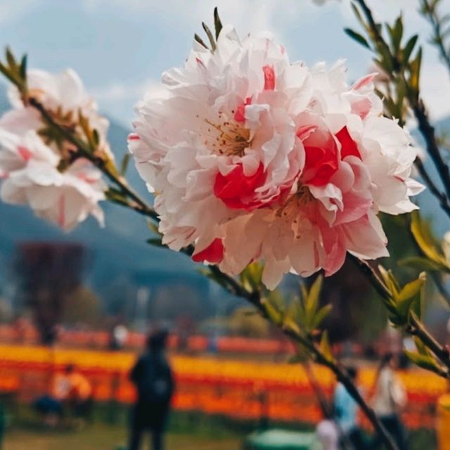 MESMERISING VIEW OF 73 VARIETIES OF TULIPS.