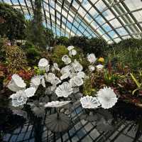 Exploring the Wonders of Cloud Forest