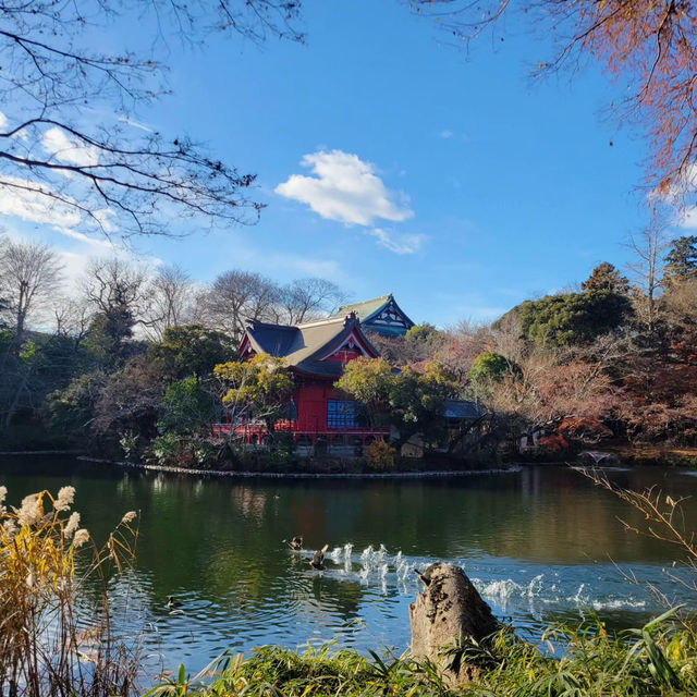 Enjoying Nature at Inokashira Park