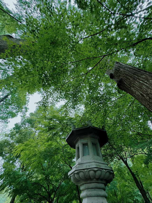 超治愈 南京的侏羅紀公園