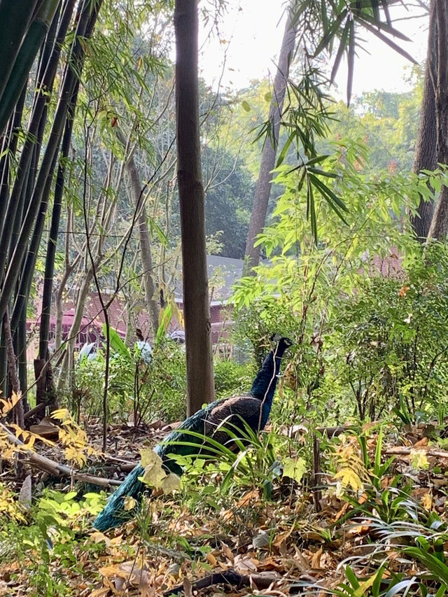 成都大熊貓🐼基地｜花花你在哪？