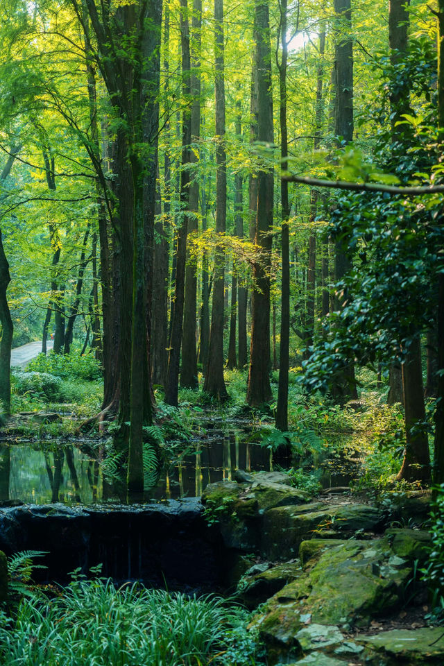 虎跑公園 | 杭州獨有的中式美學。