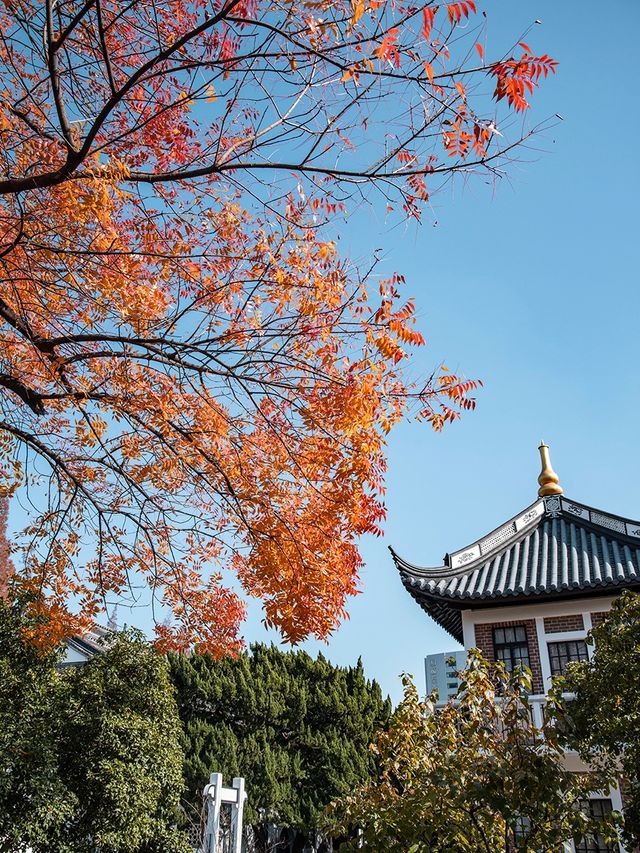 桂林公園最美秋葉季