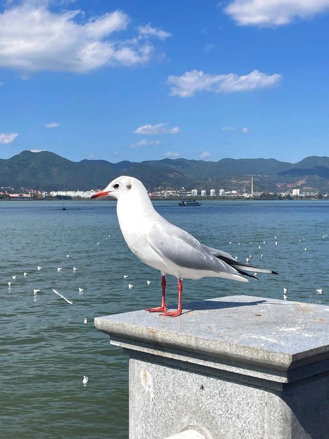 6日暢遊雲南昆明-大理市洱海 超詳細攻略來襲