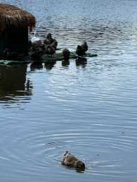 翠湖公園｜太值得一去了