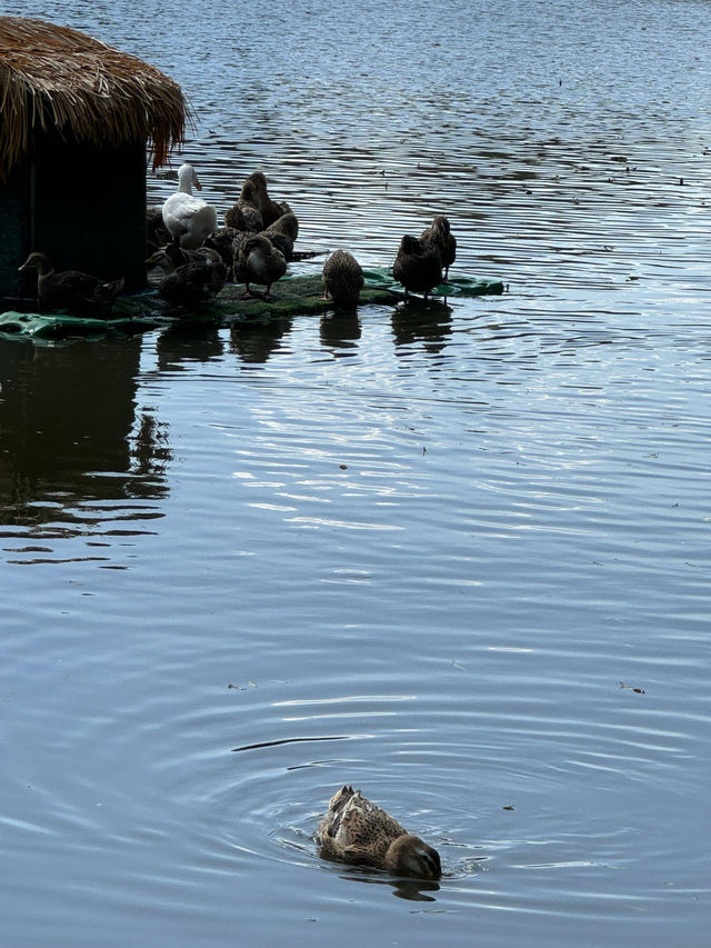 翠湖公園｜太值得一去了