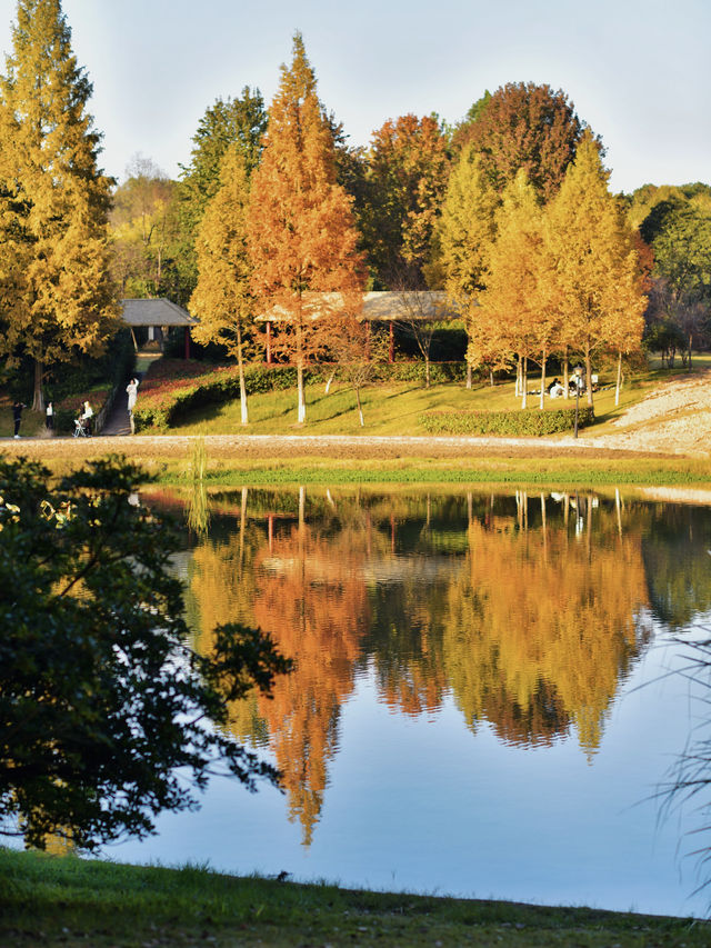 長沙小眾寶藏公園，闖入秋日油畫般紅杉林。