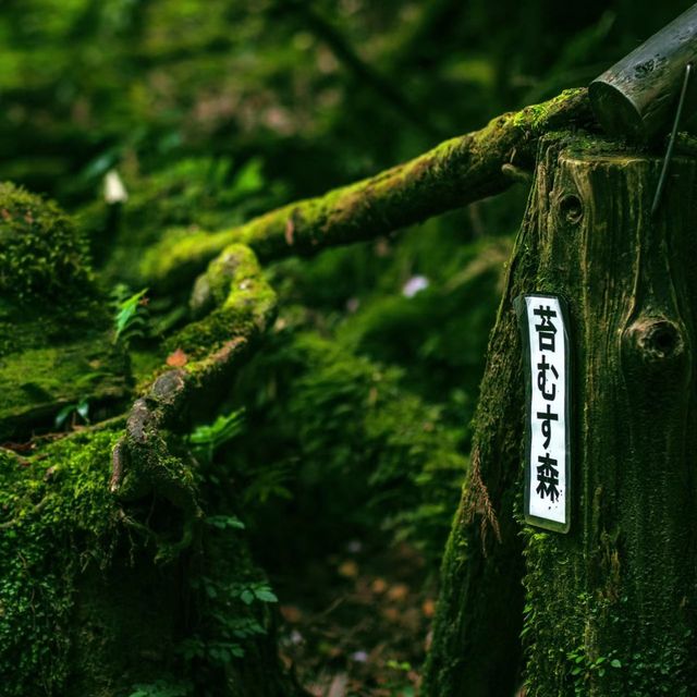 大自然的奇幻王國🔱屋久島 🌿🏞️🌊 