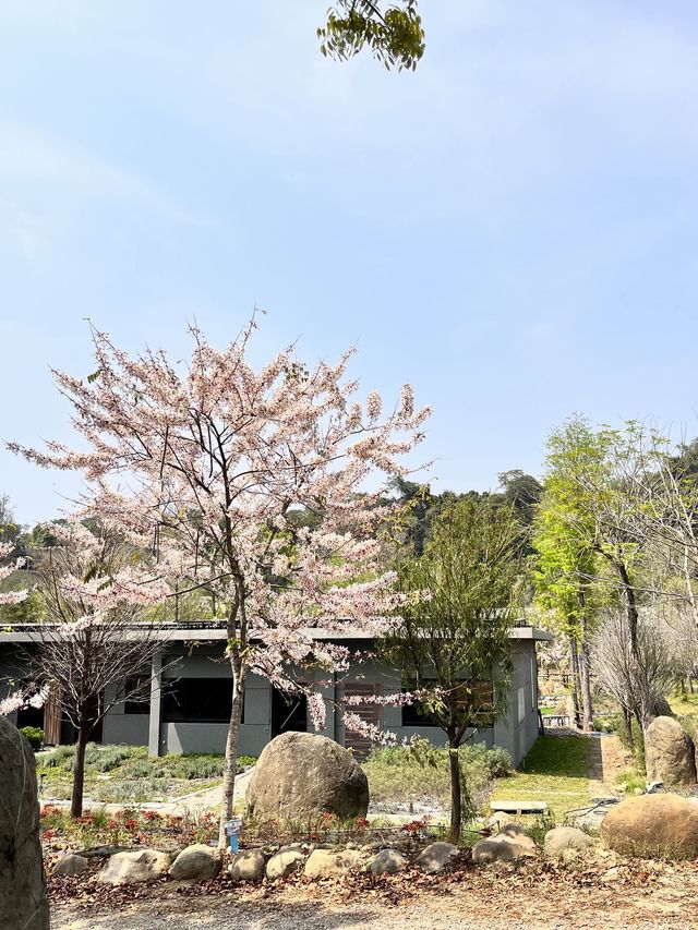 阿里山茶園遊記