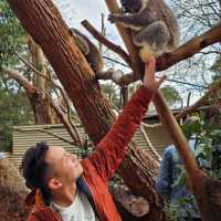 Unforgettable Wildlife Encounters in Warrnambool: Cuddle, Feed, and Explore!