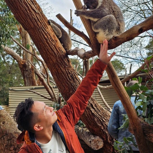 Unforgettable Wildlife Encounters in Warrnambool: Cuddle, Feed, and Explore!