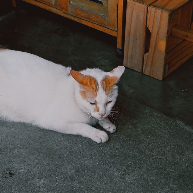 Houtong Cat Village - Taiwan