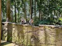 Immersed in Nature at Sangeh Monkey Forest